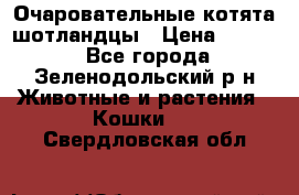 Очаровательные котята шотландцы › Цена ­ 2 000 - Все города, Зеленодольский р-н Животные и растения » Кошки   . Свердловская обл.